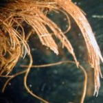 1260986422601_sindone