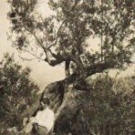 lo-scrittore-lawrence