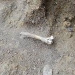 arbus_sito_amsicora_reg--400x300