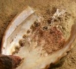 bottega_artigiana_paleolitico