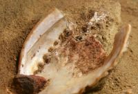 bottega_artigiana_paleolitico