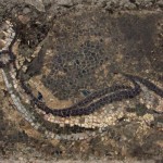 slide 309830 2731257 free