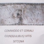 vitis setina a