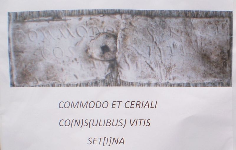 vitis setina a