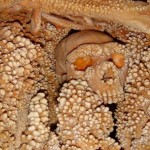 Altamura- foto Soprintendenza archeologia Puglia