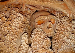 Altamura- foto Soprintendenza archeologia Puglia
