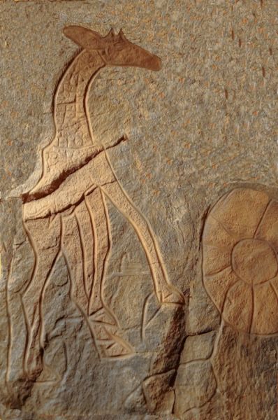 Libia Pagine Di Pietra I Graffiti Preistorici Del Wadi Bergiug Archeologia Online Archeomedia