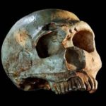 neanderthal